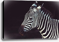Постер Голова зебры на темном фоне