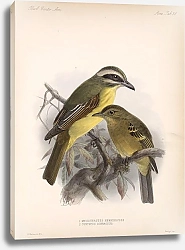 Постер Птицы J. G. Keulemans №40