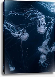 Постер Танец медуз