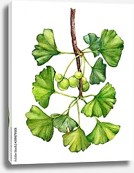 Постер Ветка Гинкго билоба с листьями и ягодами