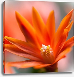 Постер Цветок кактуса