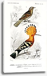 Постер Разные виды птиц 5