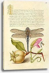 Постер Хофнагель Йорис Dragonfly, Pear, Carnation, and Insect