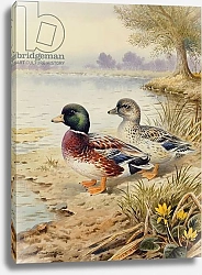 Постер Даннер Карл (совр) Silver Call Ducks