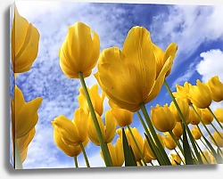 Постер Стремящиеся в небо желтые тюльпаны