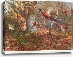 Постер Pheasants in flight