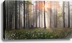Постер Туманный лес в Карпатах