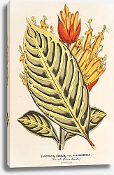 Постер Лемер Шарль Sanchezia nobilis var. glaucophylla