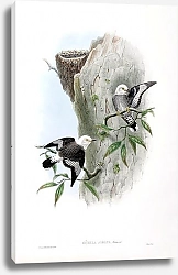 Постер White-winged White-headed Sittella - Sitella albata