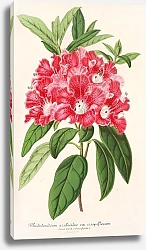 Постер Лемер Шарль Rhododendrum azaleoides, var. crispinorum