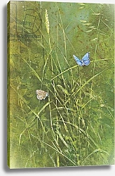 Постер Бенингфилд Гордон (1936-98) Adonis Blue Butterfly on grasses, from Beningfield's Butterflies pub.by Chatto & Windus, 1978