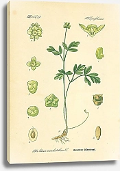 Постер Caprifoliaceae, Adoxa moschatellina