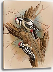 Постер The Pied Woodpecker And Barred Woodpecker