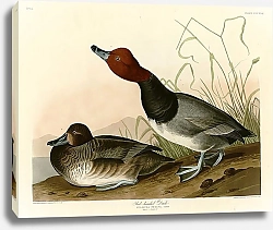 Постер Red-headed Duck