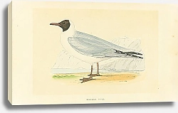 Постер Masked Gull 1