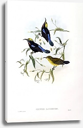 Постер Sanghir Black Sun-bird - Cinnyris sangirensis