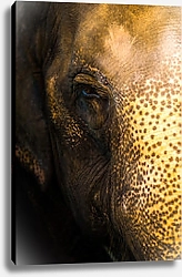 Постер Азиатский слон, портрет