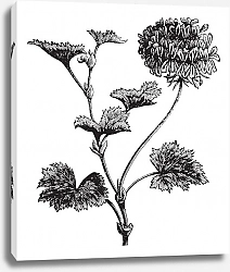 Постер Geranium or Storksbill or Pelargonium zonale, vintage engraving