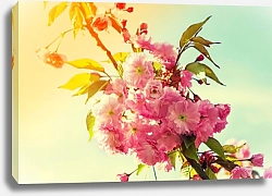 Постер Цветущая вишня на солнце