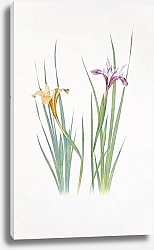 Постер Iris macrosiphon