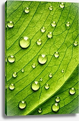 Постер Зеленый лист с каплями воды 4