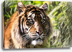 Постер Настороженный тигр