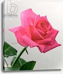 Постер Холландс Норман (совр) Pink Rose, 2005