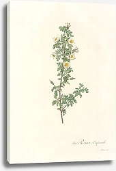 Постер Редюти Пьер Rosa Pimpinellifolia Pumila
