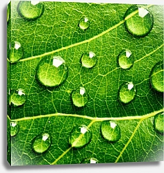 Постер Зеленый лист с каплями воды 6