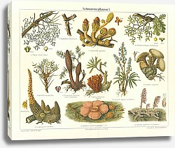 Постер Растения-паразиты I