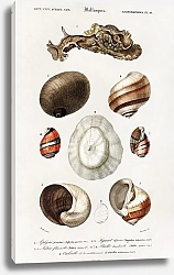 Постер Разные виды раковин моллюсков 3