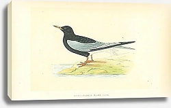 Постер White-Winged Black Tern 1