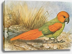 Постер Hypothetical parrot species