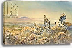 Постер Скотт Болтон (совр) Cheetah with Kilimanjaro in the background, 1991
