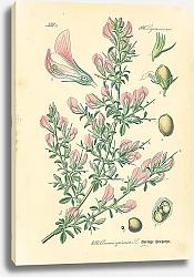 Постер Leguminosae, Ononis spinosa