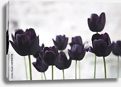 Постер Черные тюльпаны на светлом фоне