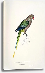 Постер Parrots by E.Lear  #28