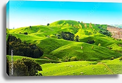 Постер Зеленые холмы Новой Зеландии
