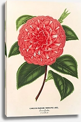 Постер Лемер Шарль Camellia Madame Rudolph Abel