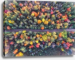 Постер Дорога в красочном осеннем лесу