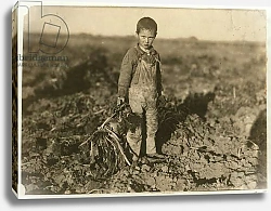 Постер Хайн Льюис (фото) 6 year old Jo pulling sugar beets on a farm near Sterling, Colorado, 1915