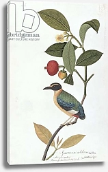 Постер Школа: Китайская 19в. Garcinia celebica, Mangies ootan, Bourong Mentooah Plandoka, from 'Drawings of Birds from Malacca', c.1805-18
