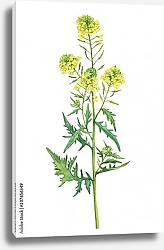 Постер Ветка с цветами дикого растения Белая горчица
