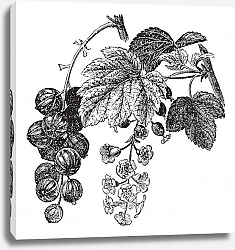 Постер Red currant (Ribes rubrum) vintage engraving