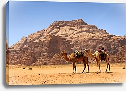 Постер Верблюды в пустыне Вади-Рам, Иордания