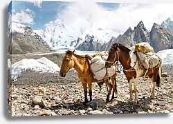Постер Навьюченные лошади в Каракоруме, Пакистан
