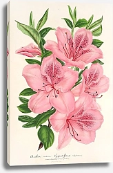 Постер Лемер Шарль Azalea indica gigantiflora