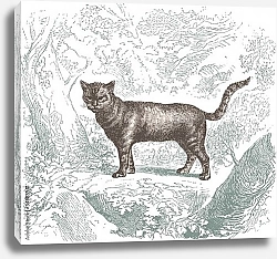 Постер Иллюстрация с дикой кошкой