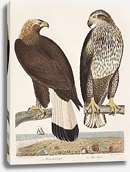 Постер Птицы Америки Уилсона 56