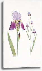 Постер Iris trojana